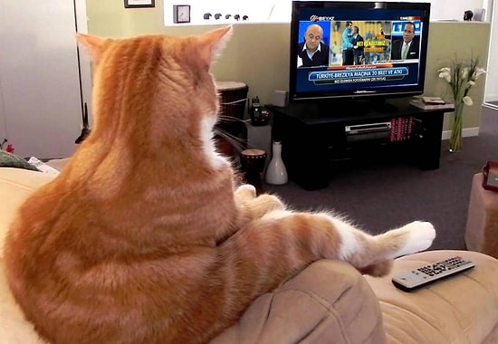 Twitter'da #BeyazFutbolİzliyorum Hashtag'ine Gönderilen En Bomba Kareler