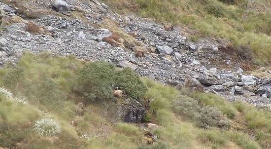 Bu Fotoğrafta Kaç Tane Hayvan Görüyorsunuz?