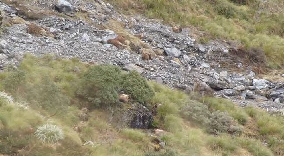 Bu Fotoğrafta Kaç Tane Hayvan Görüyorsunuz?