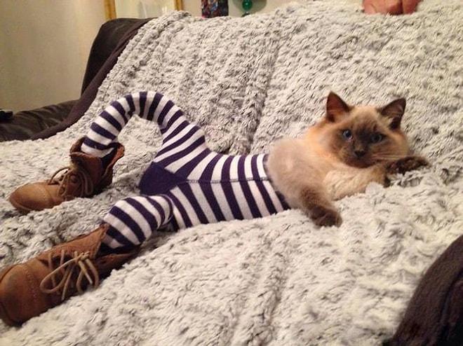 2014 Sonbahar Modasını Belirleyen 42 Taytlı Kedi
