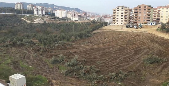 Mudanya’daki Zeytin Ağaçları Konut Kurbanı