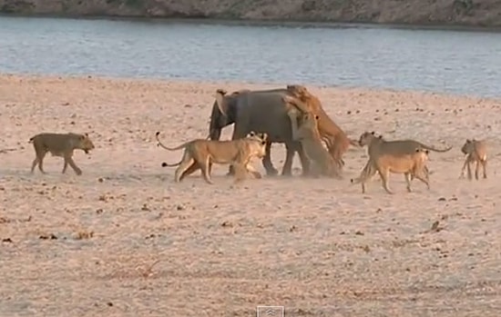 Yavru Filin 14 Aslandan Nasıl Kurtulduğuna İnanamayacaksınız