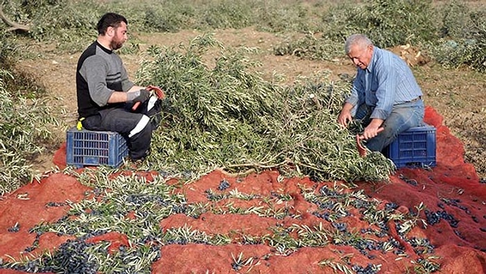 Yırca Köylüleri Sökülmüş Zeytin Ağaçlarından Hasat Yapmaya Çalışıyor...