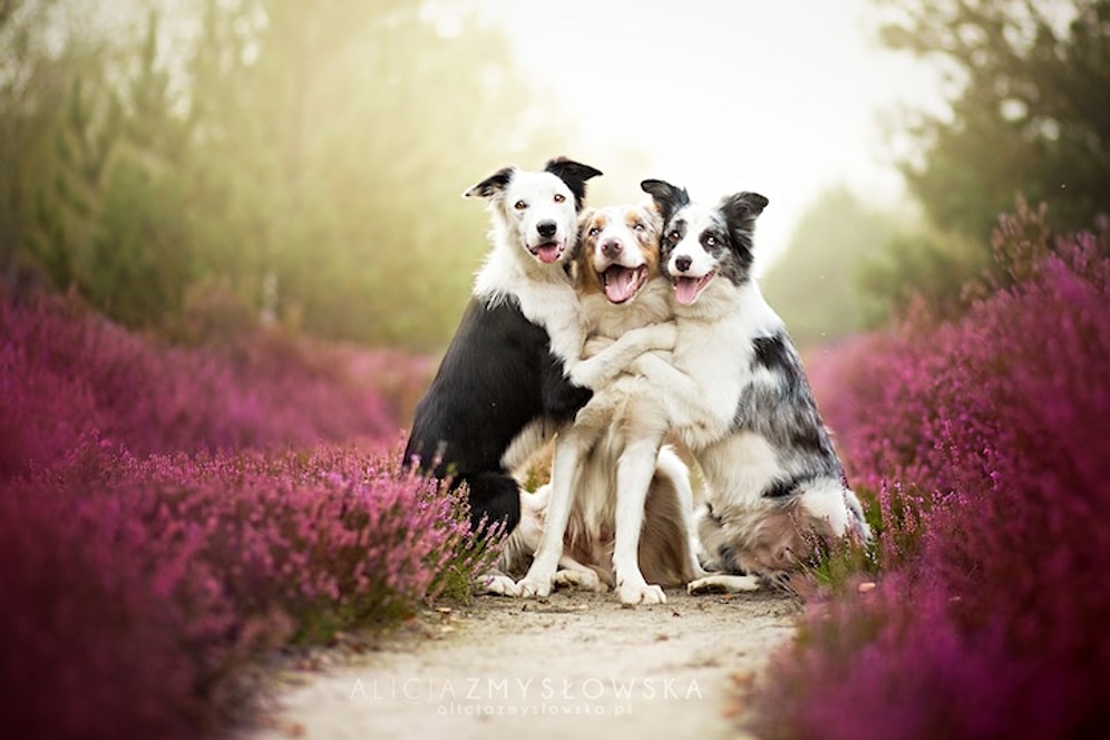 Köpek Severlerin Yüzünü Güldürecek 17 Sevimli Köpek Fotoğrafı