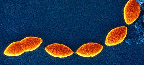 Bakteriler Artık Kasetçalar Gibi Kayıt Yapabiliyor!