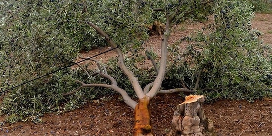 Kolin Grubu'na 6 Bin Ağaç İçin 511 Bin TL Para Cezası Kesildi