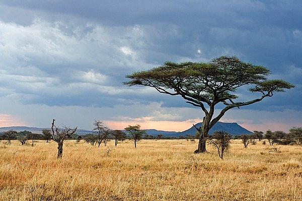 1. Serengeti "Yeşil Cami"