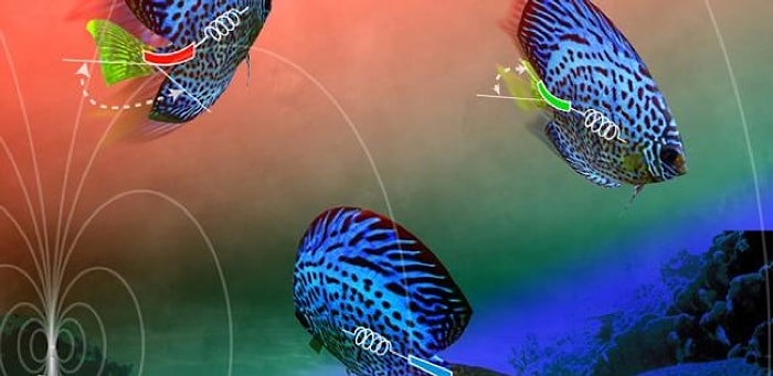 Hareketi ‘Hatırlayabilen’ Yapay Kas Geliştirildi