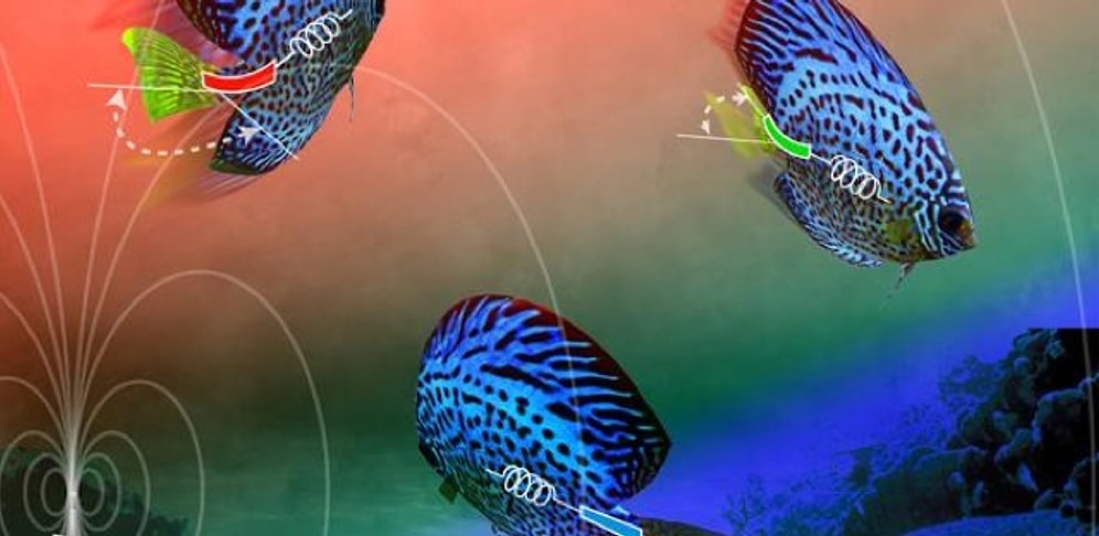 Hareketi ‘Hatırlayabilen’ Yapay Kas Geliştirildi