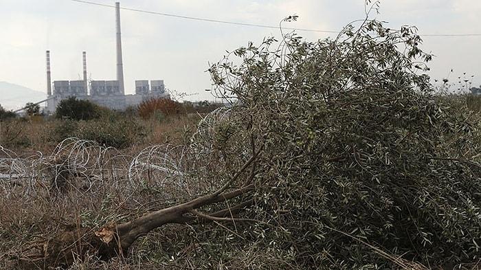 6 Bin Zeytin Ağacının Katledildiği Yırca'da Hava Kirliliği Normalin 2 Katı