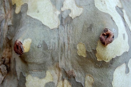 Ahlak Kurallarını Hiçe Sayıp Teşhircilik Yapan +18 Edepsiz Ağaç