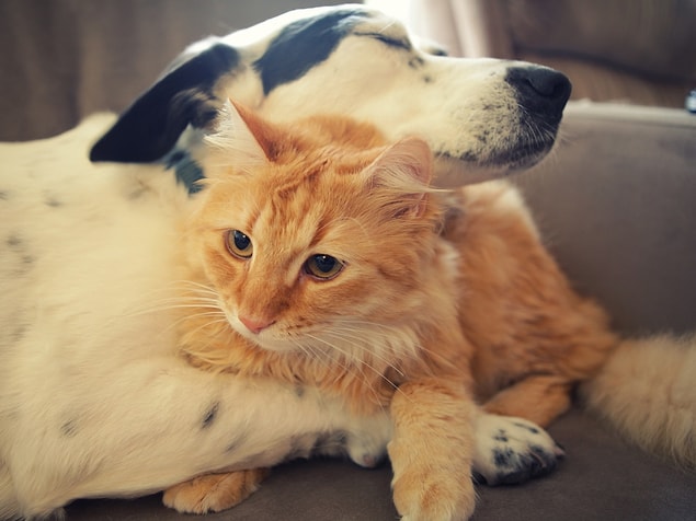 3. Kediler 100, köpekler ise 10 değişik ses çıkartabilirler.