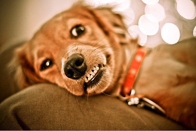 4. Köpekler, dişlerinizi gösterdiğiniz için gülümsemeyi agresiflik göstergesi olarak algılayabilirler.