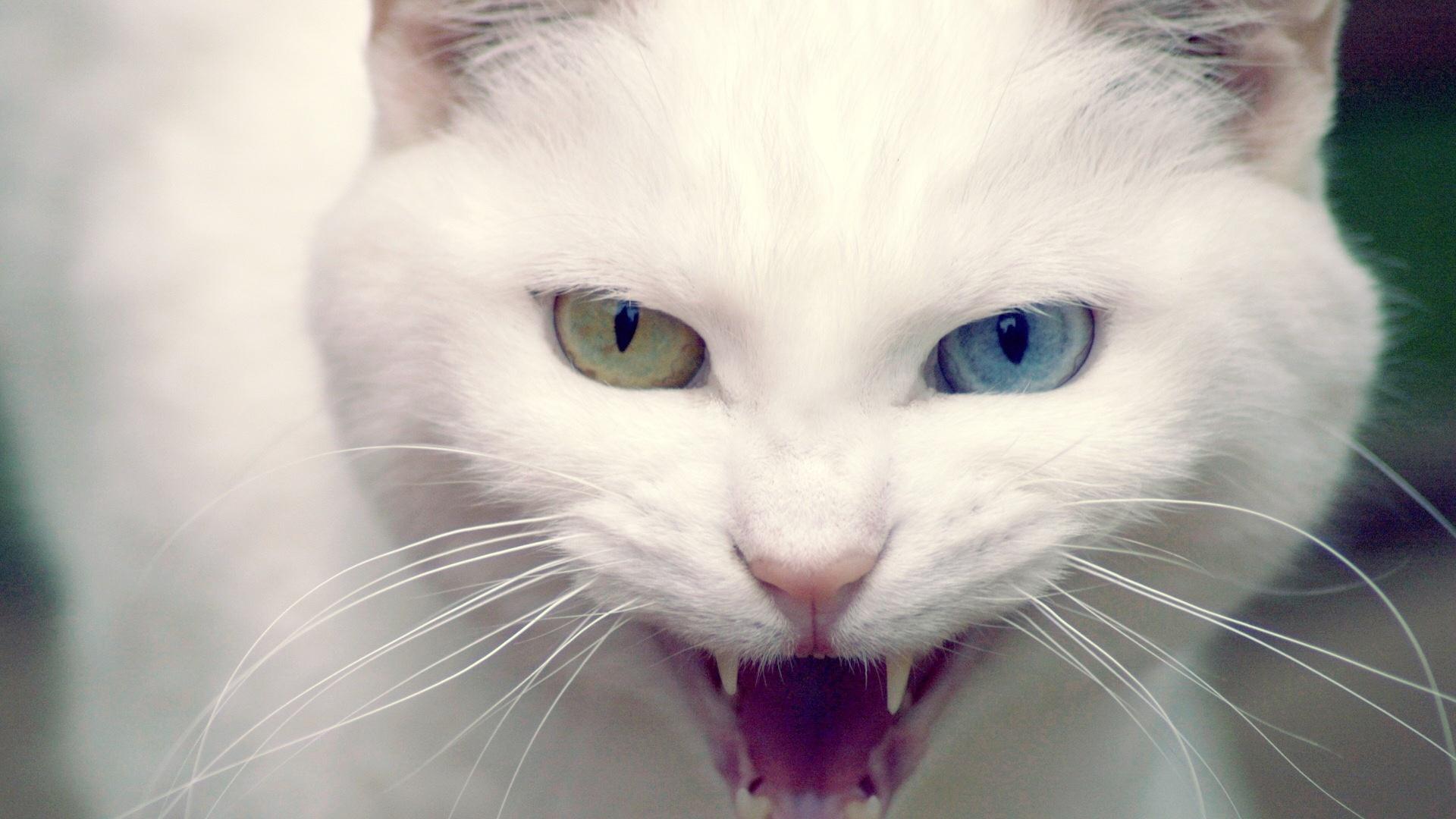 белая кошка голубые глаза без смс