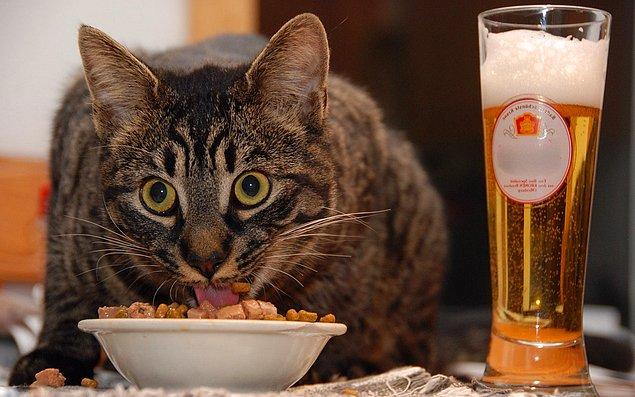 11. Kedilerin yemeklerini ayakaltı bir yere koymayın. Yemek yerken mahremiyet isterler. Bu sebeple sıkça geçilen yerler yemek alanı olarak doğru değildir.