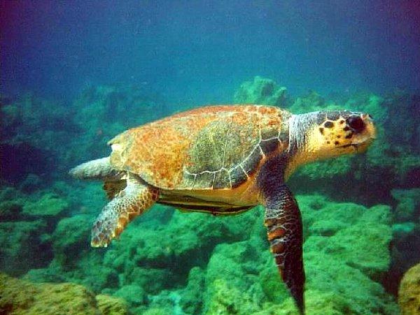 4. Plajda yaralı kaplumbağaların tedavilerinin yapıldığı bir Caretta Caretta tedavi merkezi bulunmaktadır.