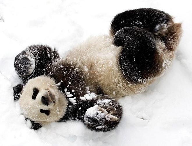 Sevimli Panda Da Mao'nun Kar Sevinci