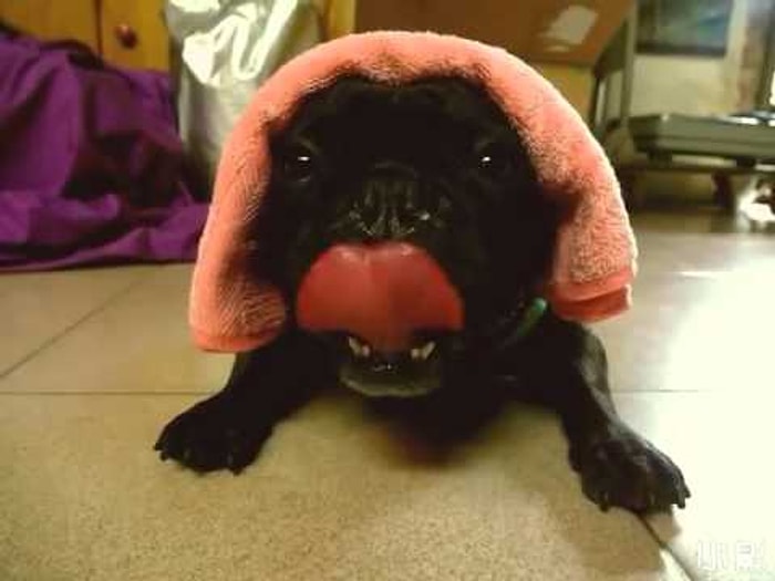 Dizel Motor Gibi Nefes Alan Fransız Bulldog