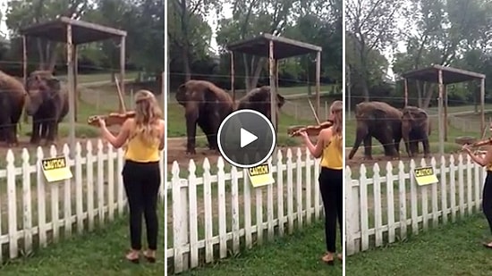 Kemanla Birlikte Dans Eden Filler