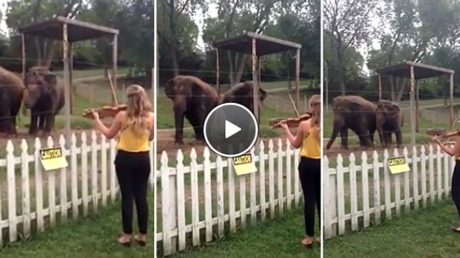 Kemanla Birlikte Dans Eden Filler