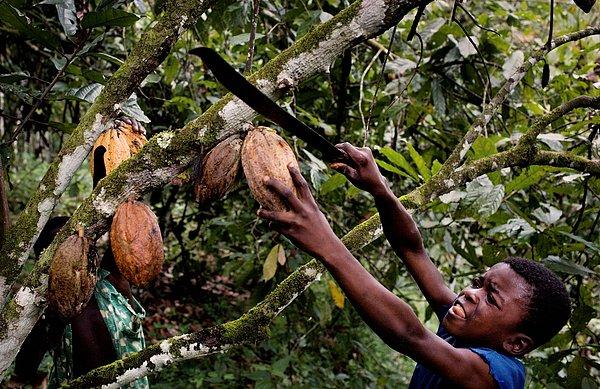 6. Ya bugün? 2020'de çikolata krizi kapıda haberleriyle gündeme gelen kakao üretimi, görmezden gelinse de aslında bir kölelik düzeni.