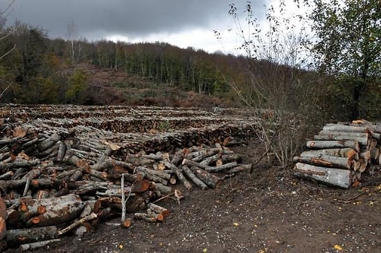 ÇED Raporu Onaylanmayan Termik Santral İçin 43 Bin Ağaç Kesilecek
