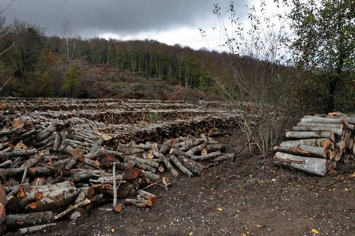 ÇED Raporu Onaylanmayan Termik Santral İçin 43 Bin Ağaç Kesilecek