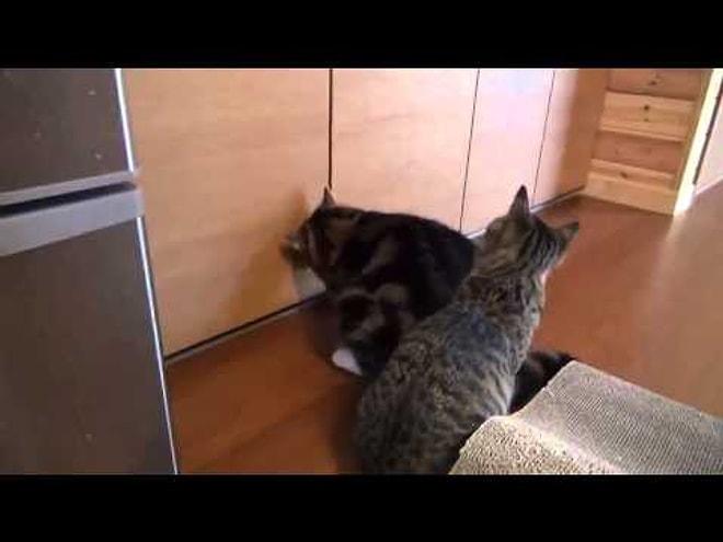 Kurnaz kedinin mama çalma operasyonu