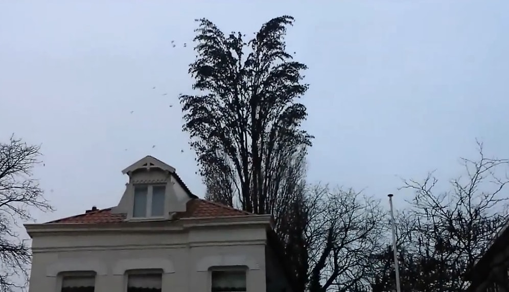 Bir Ağaçta Toplanan Kuş Sürüsünden Sizi Şaşırtacak Muhteşem Görüntü
