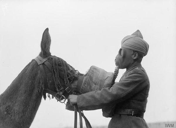 10. İngiliz-Hint Ordusundan bir sih askeri, katıra gaz maskesi takarken, 1939-1945