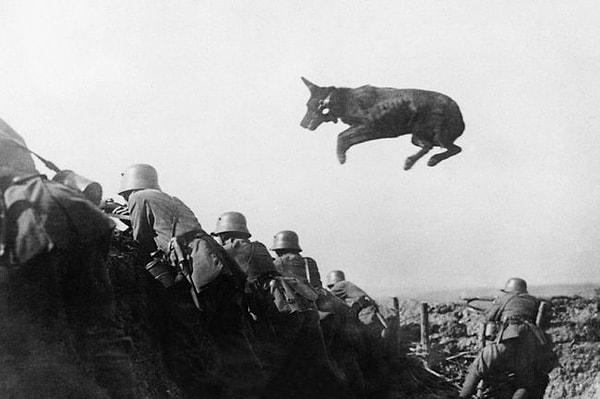 27. İleri hatta not taşımak için siperden atlayan Alman yazışma köpeği, 1918.
