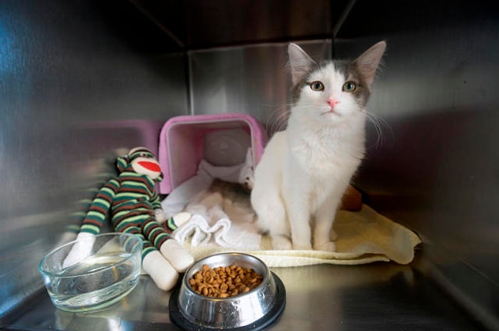 Kedi Evden 3700 Km Uzakta Bulundu