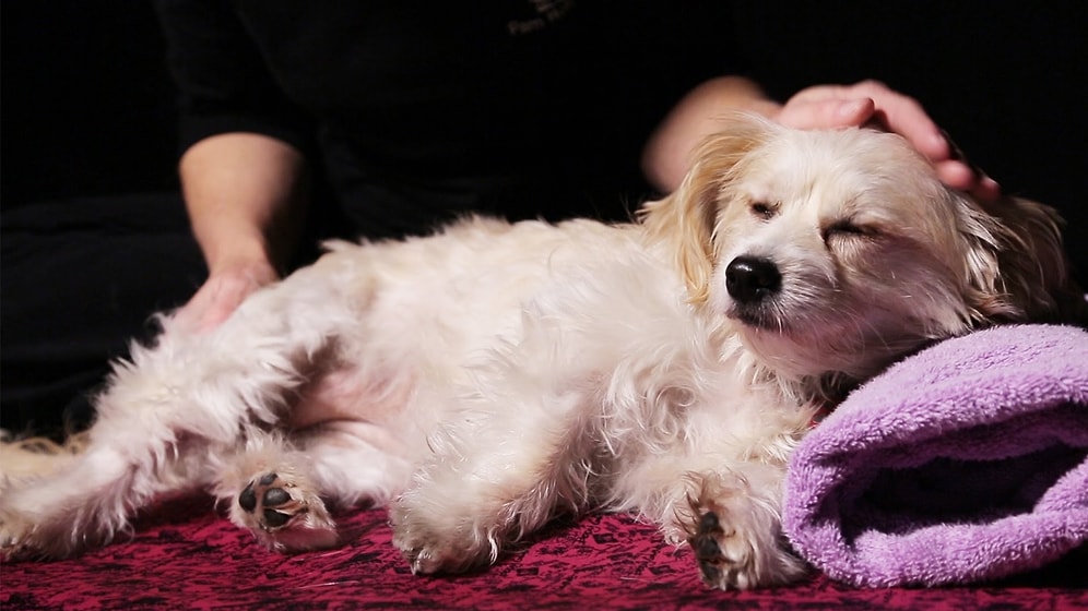 Köpeklere de Arada Bir Masaj İyi Gelir