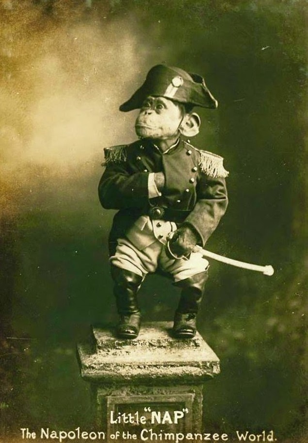 42. Turist çekmek için kullanılan "Şempanzeler Dünyası Napolyon'u", "Küçük Nap", 1915.