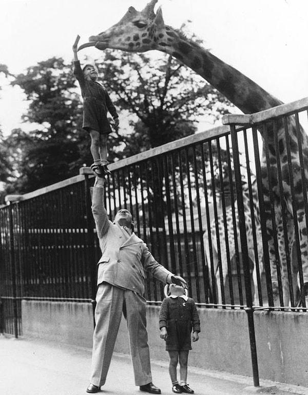 46. Bir sirk sahibi olan Paul Remos, Londra hayvanat bahçesindeki zürafayı beslemek için oğlunu sağ kolunu kullanarak havaya kaldırırken, 1950'ler.