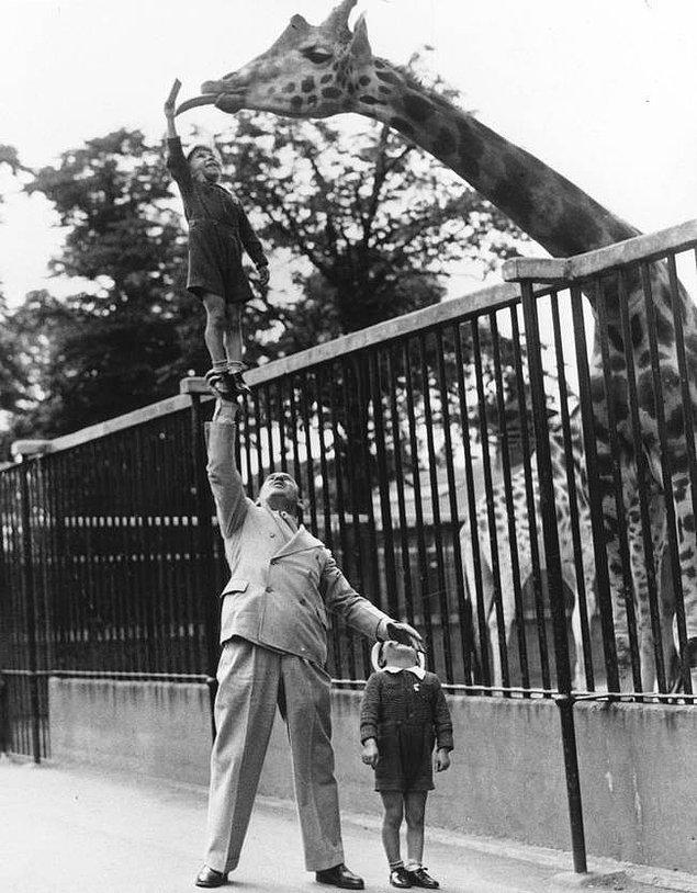 46. Bir sirk sahibi olan Paul Remos, Londra hayvanat bahçesindeki zürafayı beslemek için oğlunu sağ kolunu kullanarak havaya kaldırırken, 1950'ler.
