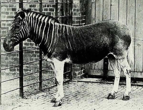 49. Soyu artık tükenmiş olan yaşayan bir Güney Afrika zebrasına ait tek fotoğraf. Londra hayvanat bahçesi, İngiltere, 1870.