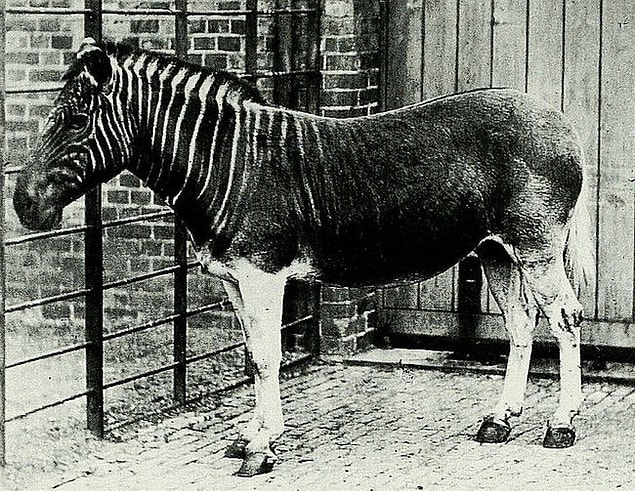 49. Soyu artık tükenmiş olan yaşayan bir Güney Afrika zebrasına ait tek fotoğraf. Londra hayvanat bahçesi, İngiltere, 1870.