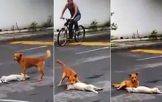 Vefalı Köpeğin Duygulandıran Hareketi