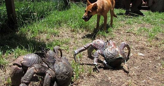Bir Metre Boyunda ve Yükseklere Tırmanabilen, Uzaylıdan Hallice Hindistan Cevizi Yengeci
