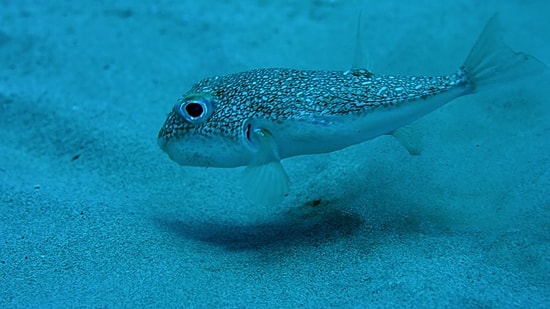 Kirpi Balığının Sualtındaki Muhteşem Sanatı