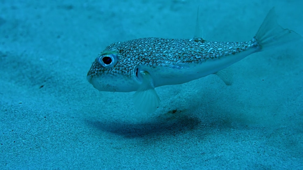 Kirpi Balığının Sualtındaki Muhteşem Sanatı