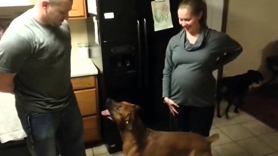 Anne Karnındaki Bebeği Koruyan Köpek