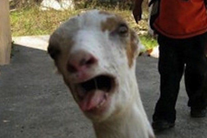 Keçi Olduğuna Bir Türlü İnanamayan 23 Zıpır