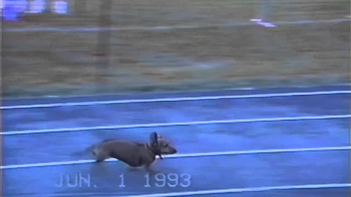 Yarış Kazanmak İçin Herşeyi Yapan Şirin Köpek