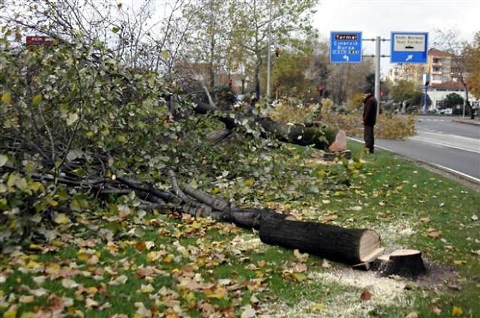 Yalova'da Ağaç Katliamı