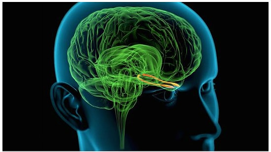 Kokular Neden Anıları Hatırlatır?