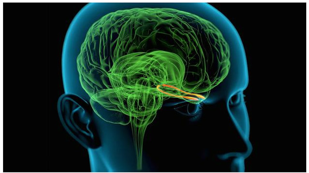 Kokular Neden Anıları Hatırlatır?