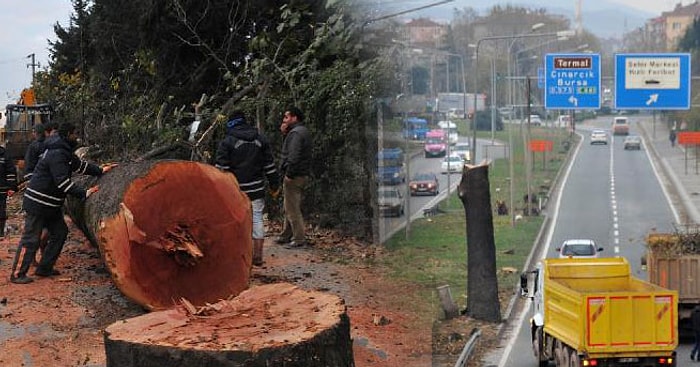 Yalova Belediyesi Tarafından Kesilen Ağaçlar Yardıma Muhtaçlara Dağıtılacakmış...