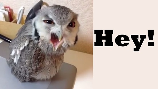 Sahibine Kızan Agresif Baykuş